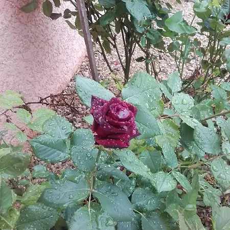 La Maison Du Bonheur *